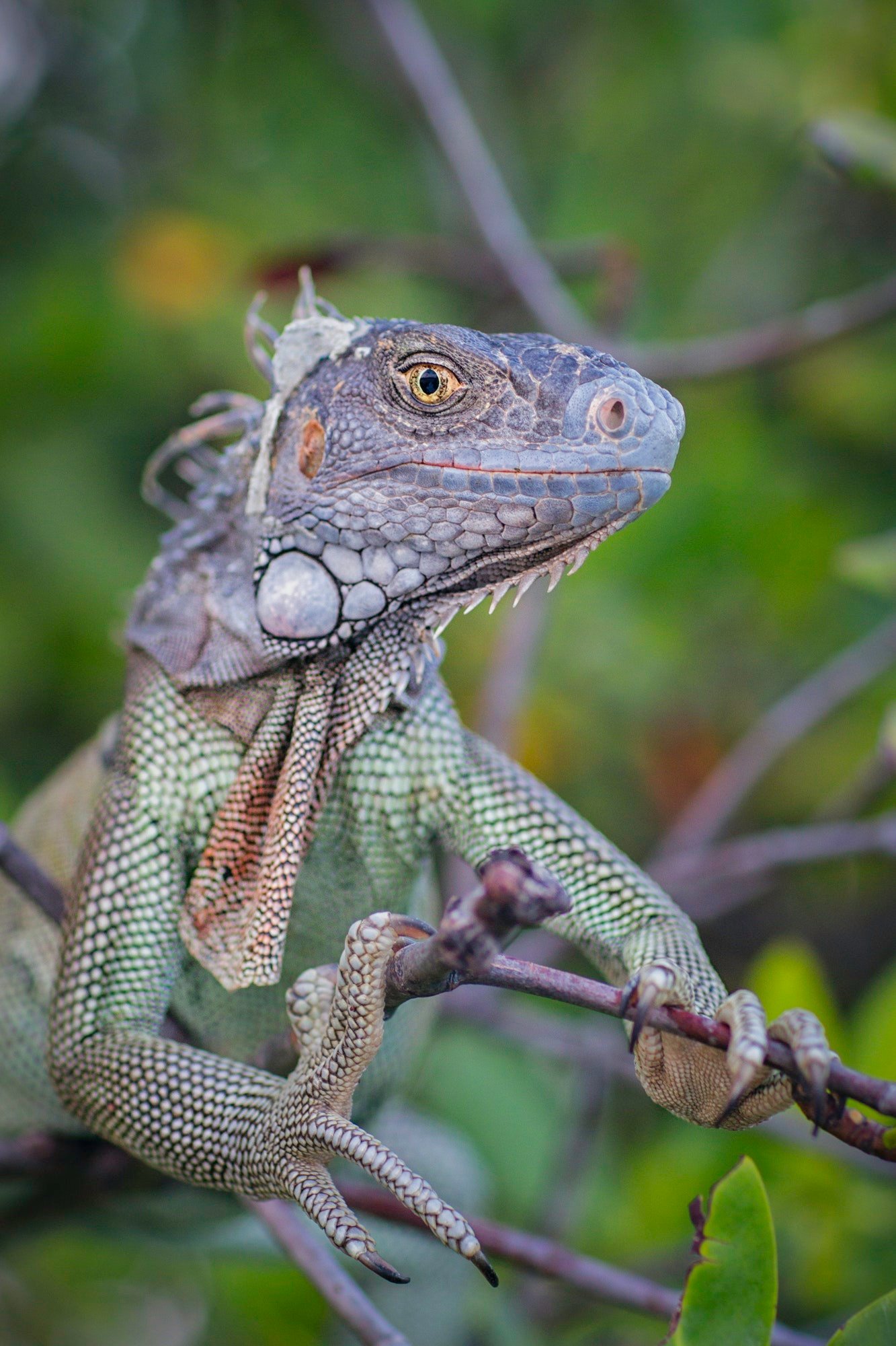 iguana-on-branch-looking-at-camera-smiling-st-croix-us-virgin-islands.jpg