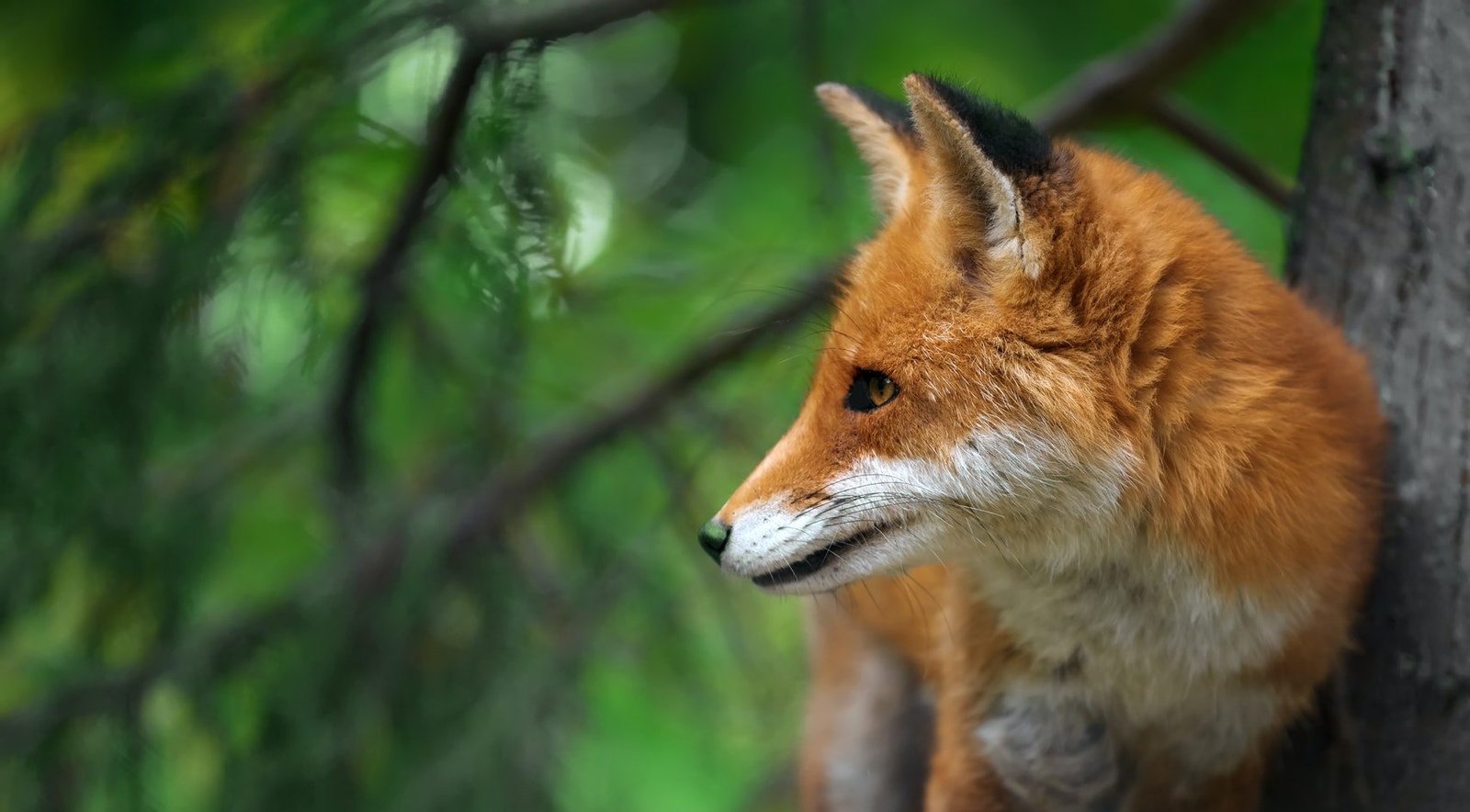 portrait-of-a-red-fox-vulpes-vulpes--e1655298535676.jpg